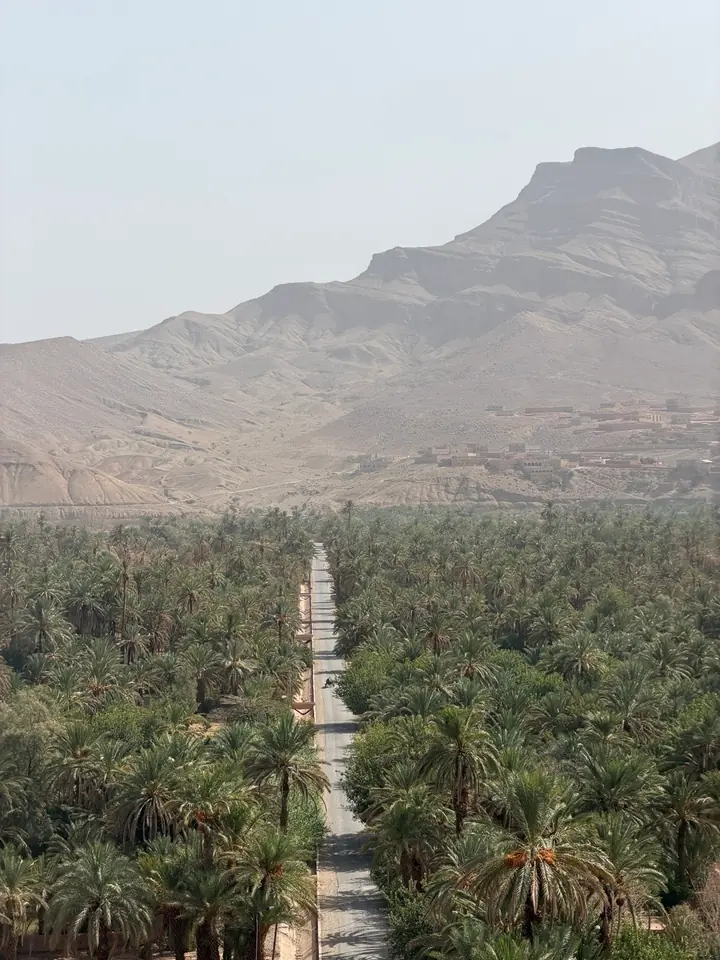 Road through the palm grove at Agdz in Morocco's Draa Valley